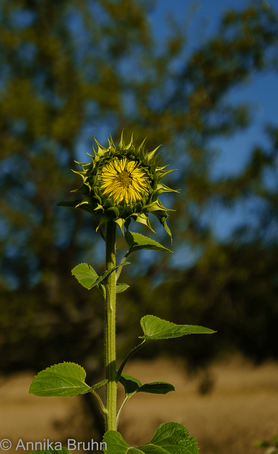 Die Sonnenblume ist noch müde!